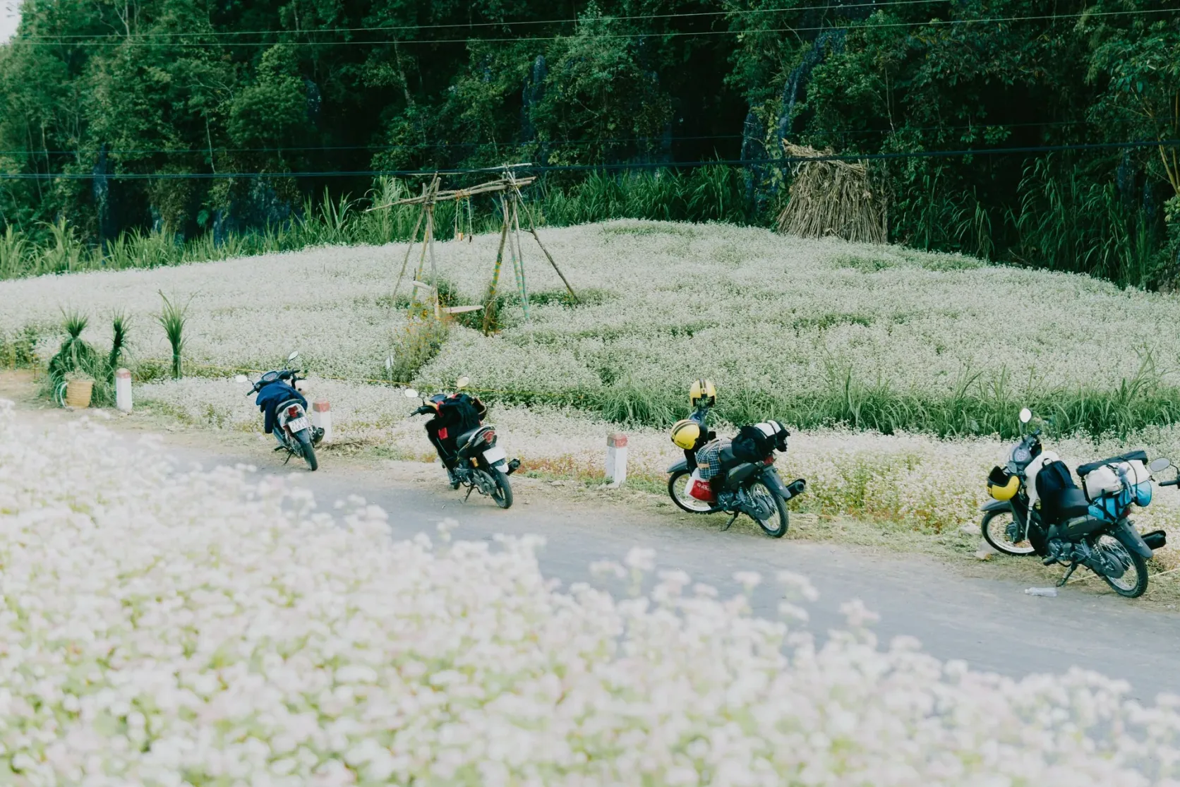 Motoristas pasan junto a un campo de flores de trigo sarraceno.