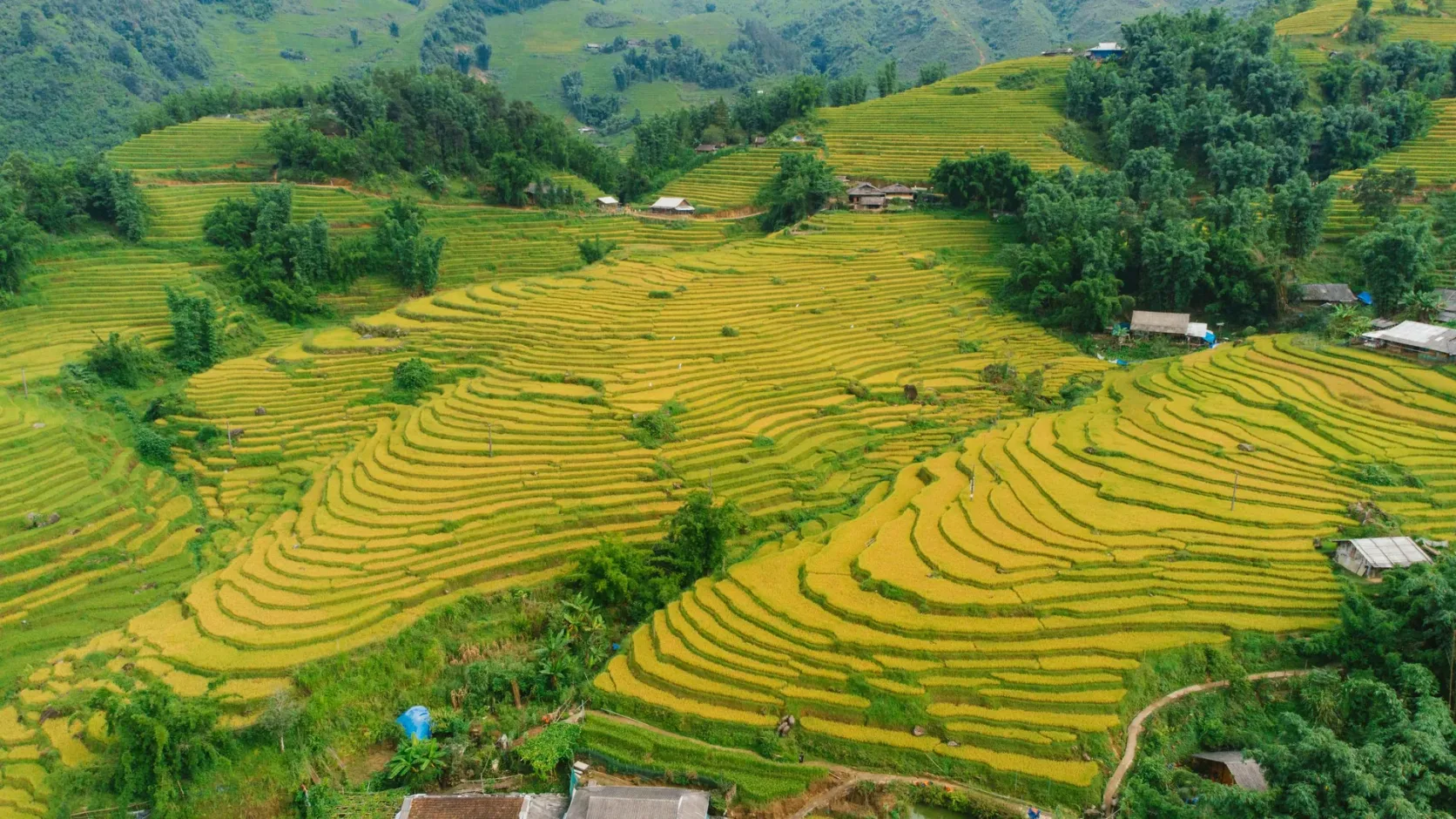 Rice terraces turning gold before the harvest in the hills around Sapa.